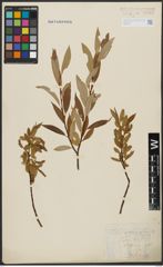 Foto von Salix alba L. x Salix fragilis L.